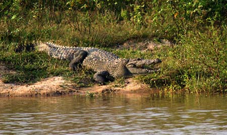 20-Croc