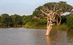 16-Trees-at-Yala-Nat'l-Park