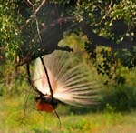 17 Jungle Bird
