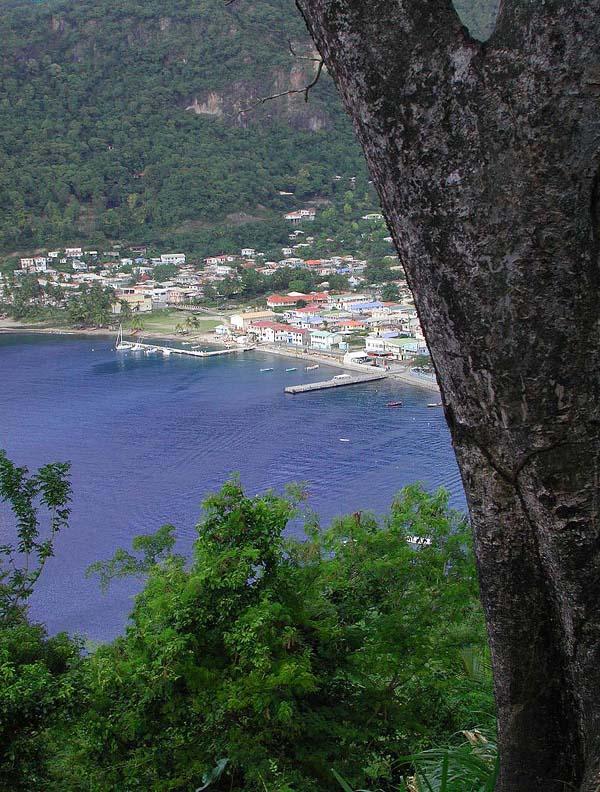 TreeOverlookingSoufriereDSCN1606